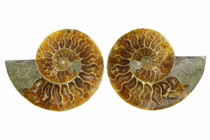 Cut & Polished Ammonite Fossil - Madagascar #364780